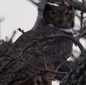 Meet your Posher, Patty